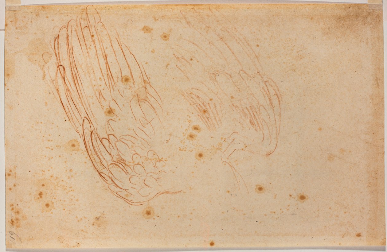 Egy sas vázlata alkotó: Michelangelo Buonarroti