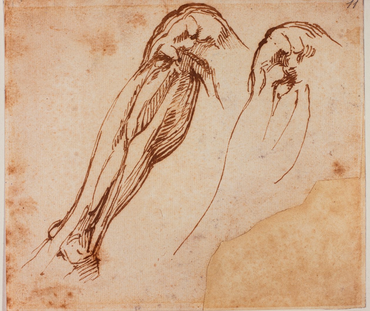 Két lábon végzett tanulmányok alkotó: Michelangelo Buonarroti