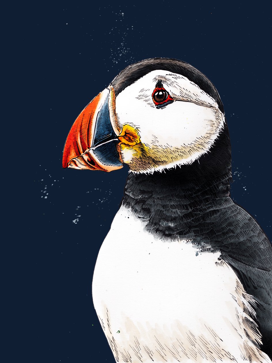 Clive The Puffin a Midnight Blue-n, 2020 alkotó: Mike Davis