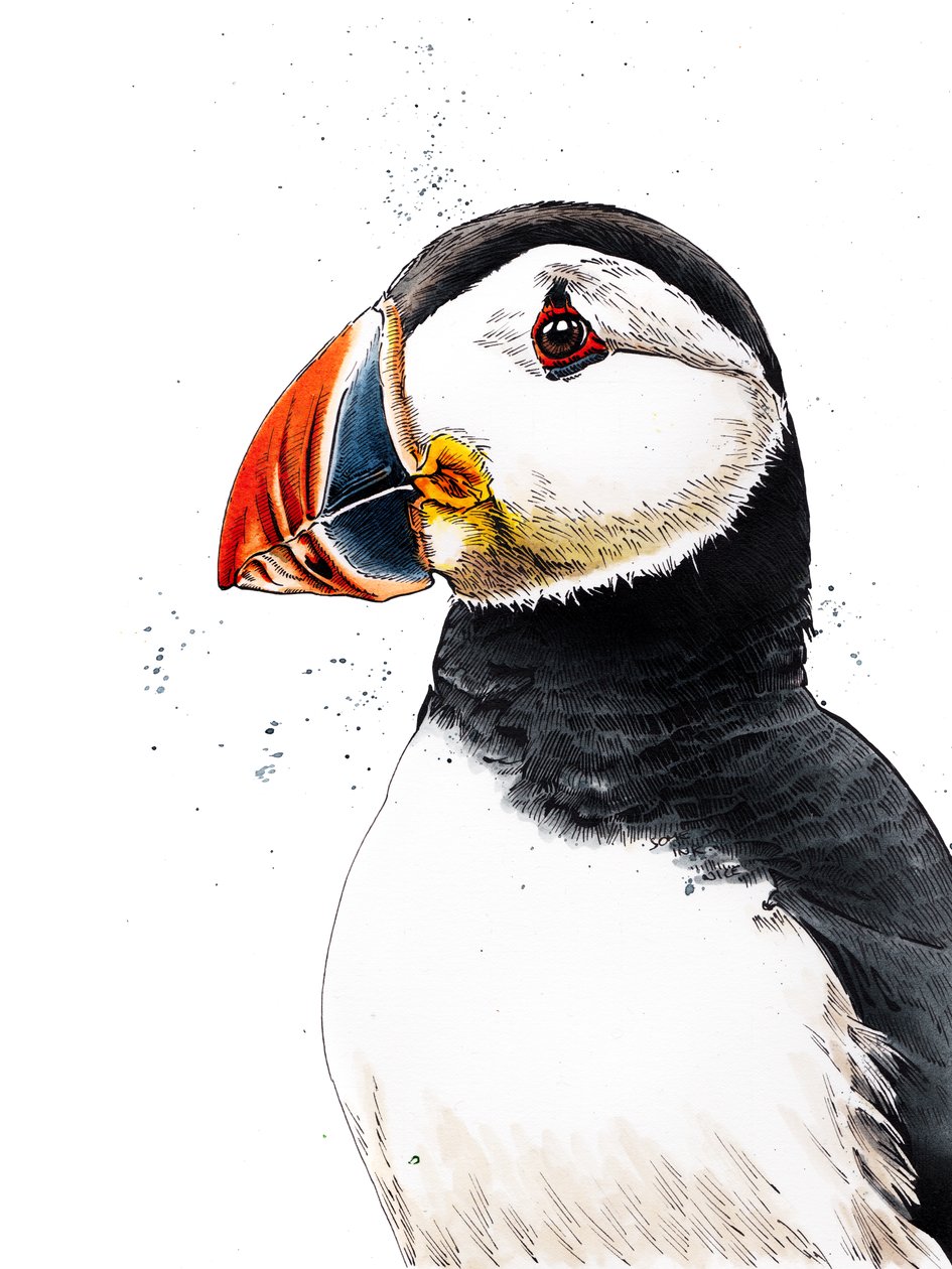 Clive The Puffin on White, 2019 alkotó: Mike Davis