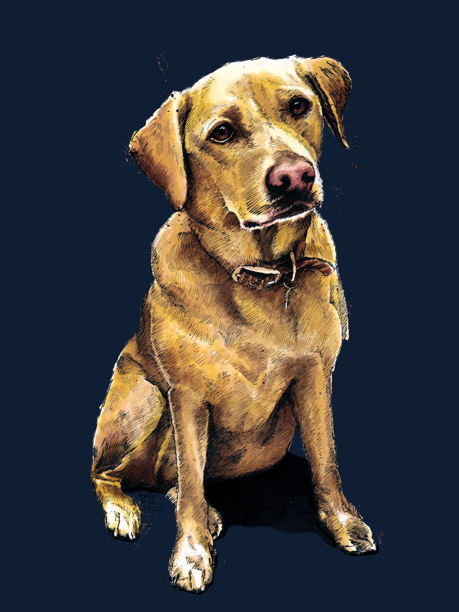 Daisy The Labrador a Midnight Blue-n, 2020 alkotó: Mike Davis