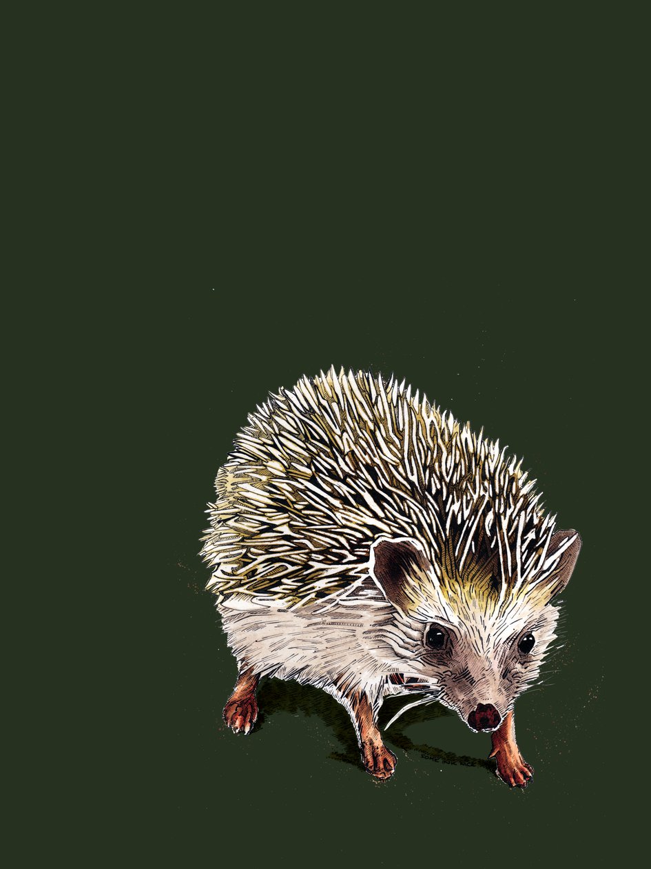 Kimchi The Hedgehog on Forest Green, 2020 alkotó: Mike Davis