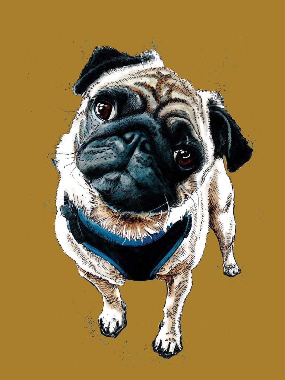 Teddy The Pug Golden Yellow-on, 2020 alkotó: Mike Davis