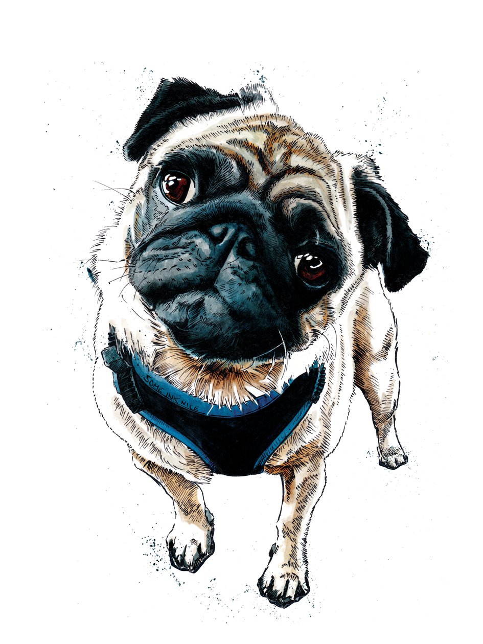 Teddy, a mopsz fehéren, 2019 alkotó: Mike Davis