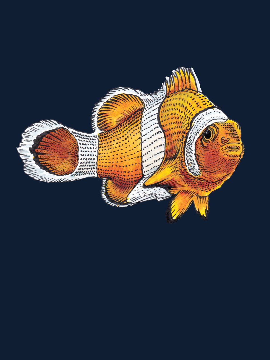 The Clownfish on Midnight Blue, 2022 alkotó: Mike Davis