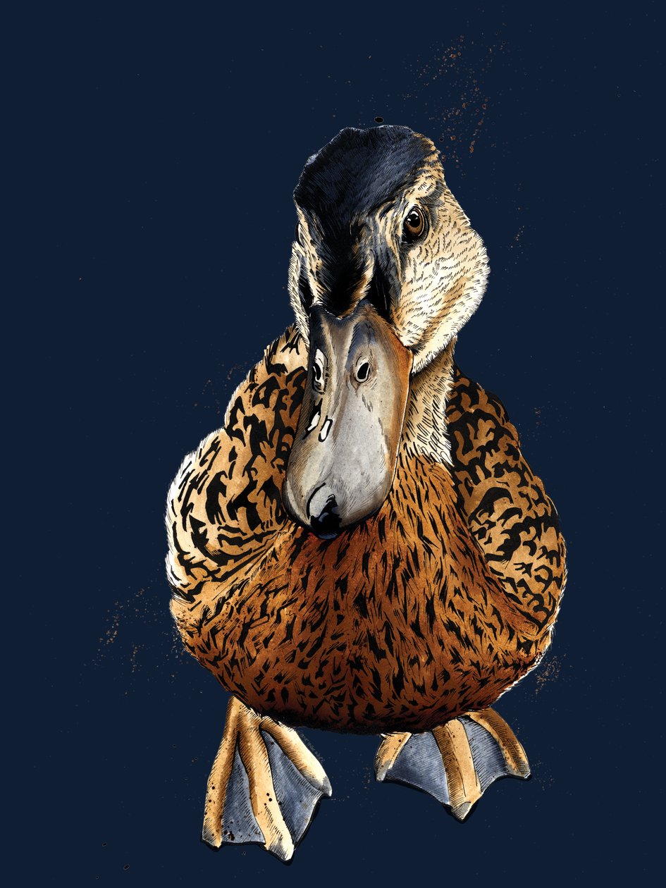The Duck on Midnight Blue, 2020 alkotó: Mike Davis