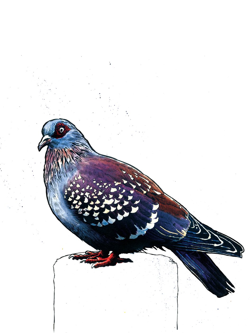Galamb fehéren, 2019 alkotó: Mike Davis