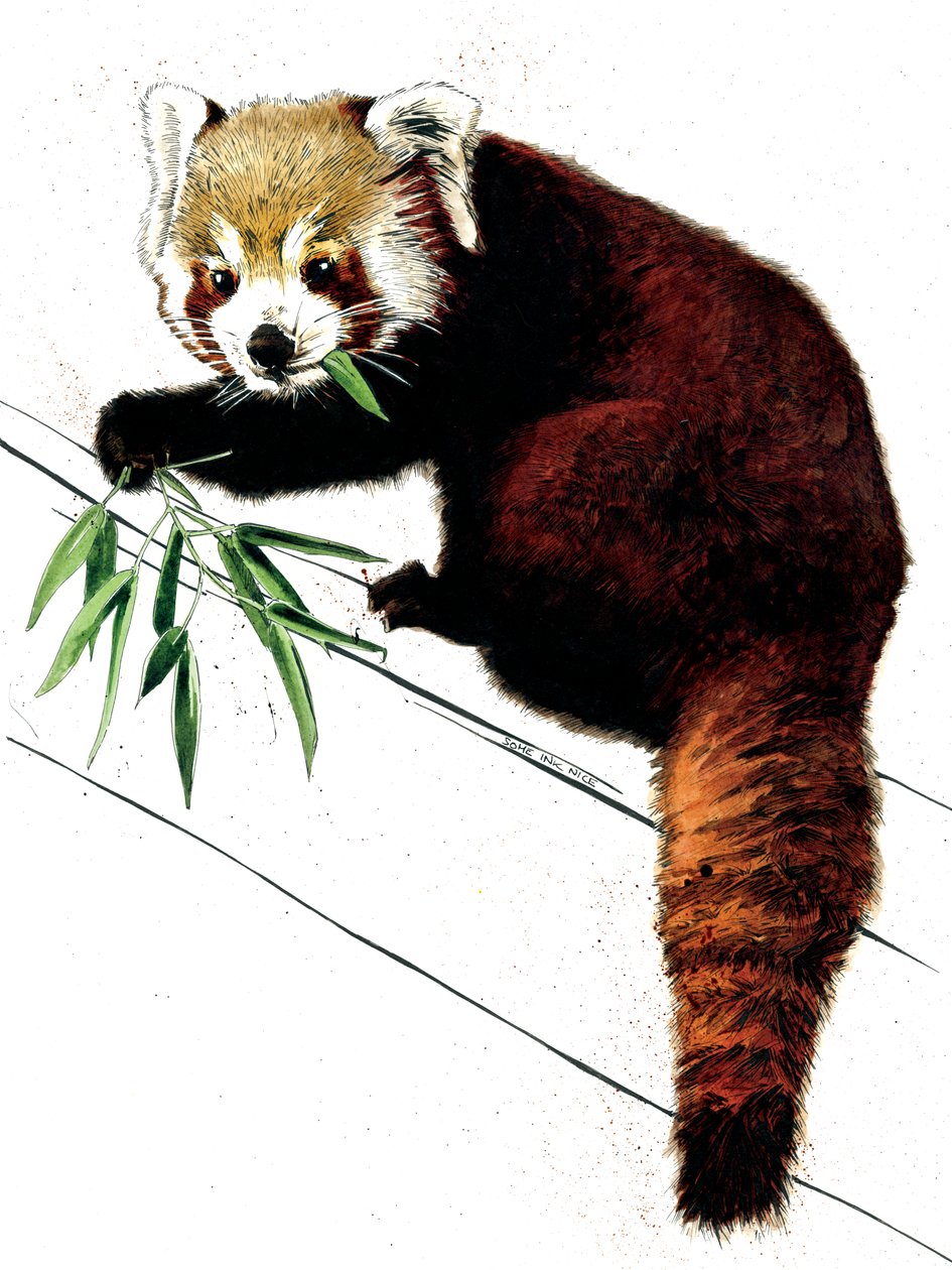A vörös panda fehéren, 2020 alkotó: Mike Davis