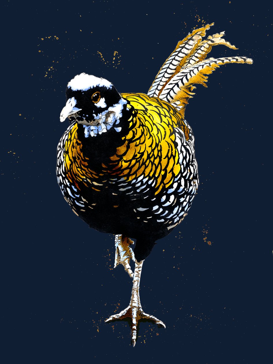 The Reeves Pheasant a Midnight Blue-n, 2020 alkotó: Mike Davis