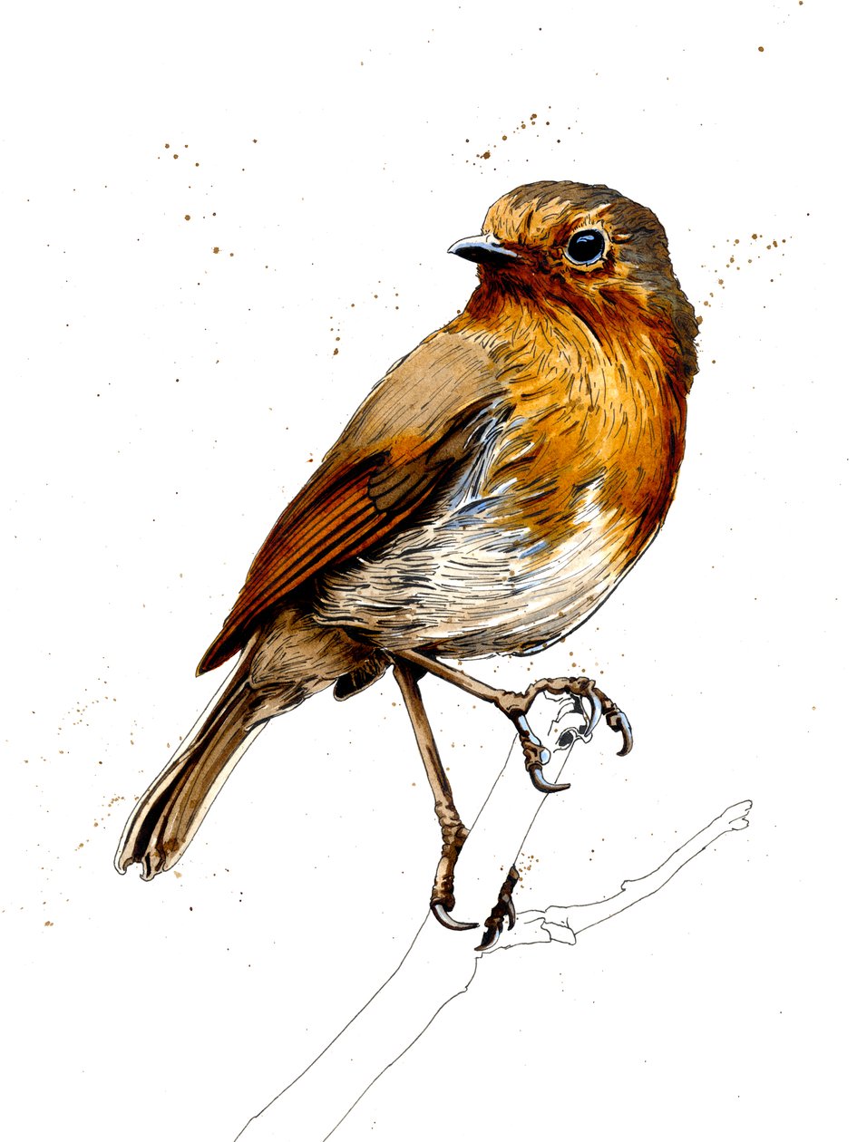 The Robin on White, 2019 alkotó: Mike Davis