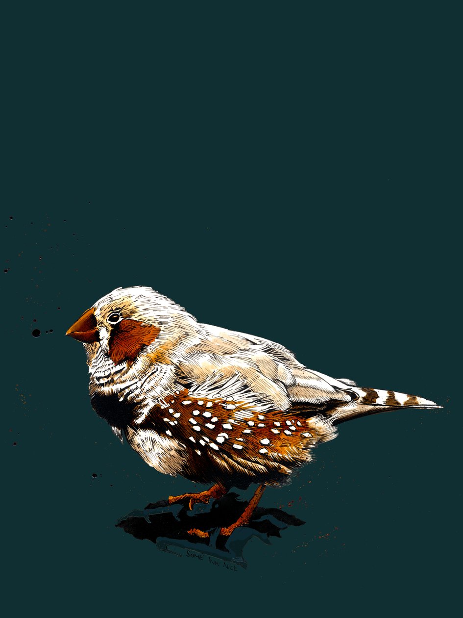 The Zebrafinch on Deep Cyan, 2020 alkotó: Mike Davis
