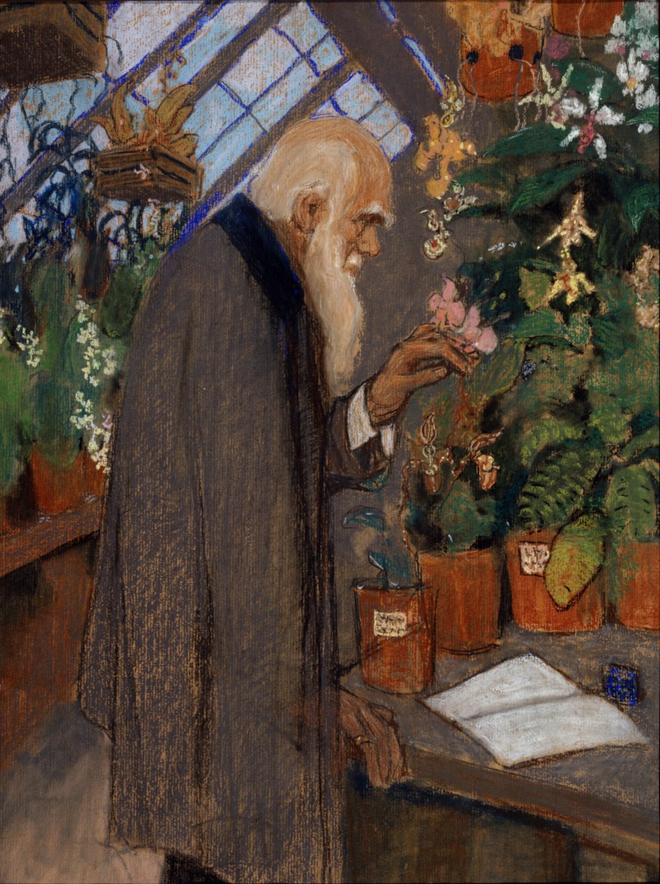 "Charles Robert Darwin tudós (1809-1882) portréja, aki növényeket vizsgál a Langdon-Down üvegházban" Mikhail Dmitrievich Ezuchevsky (1880-1928) festménye, 1920 Állami Darwin Múzeum, Moszkva alkotó: Mikhail Dmitrievich Ezuchevsky
