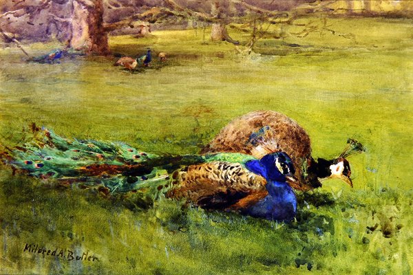 Pávák (akvarell, papír) alkotó: Mildred Anne Butler