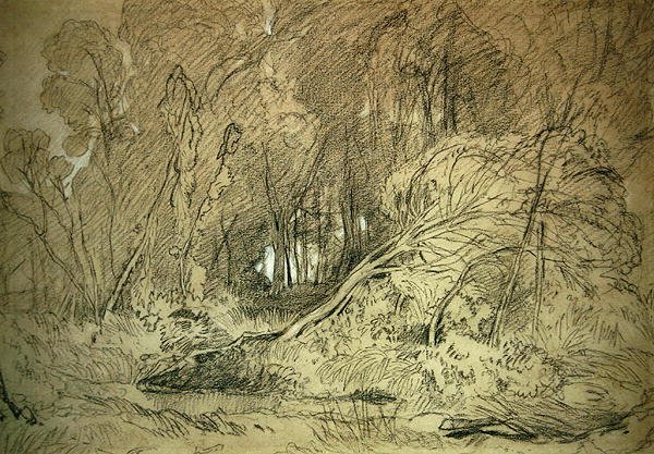 Tisztás egy fában (fekete-fehér kréta papíron) alkotó: Miles Edmund Cotman
