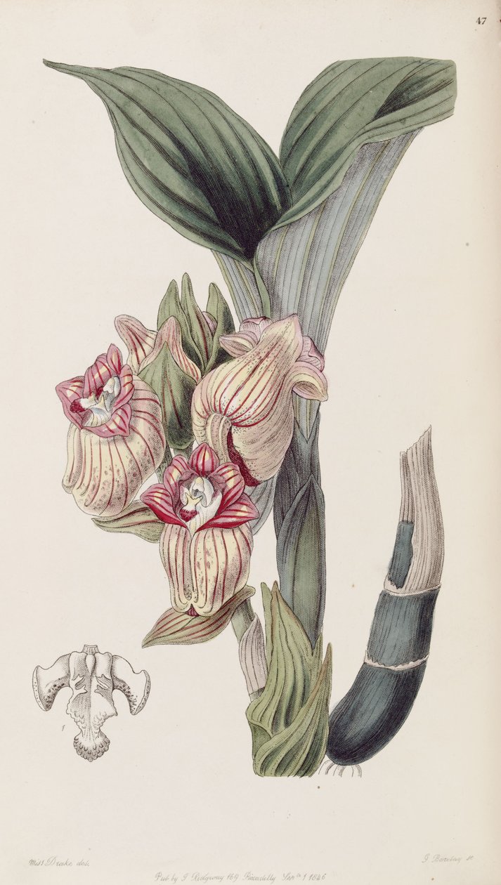 Acanthephippium javanicum (tönköly Acanthophippium javanicum) alkotó: Miss Drake