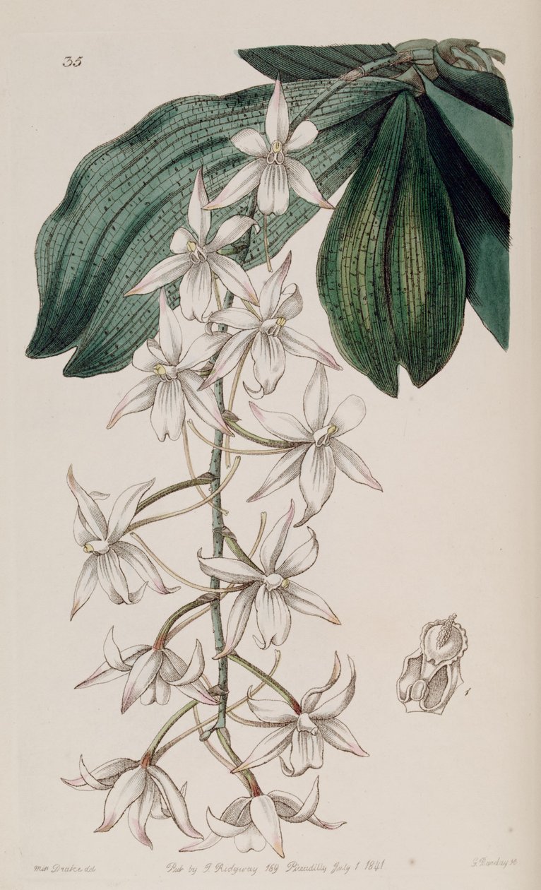 Aerangis biloba (mint sz. Angraecum bilobum) alkotó: Miss Drake
