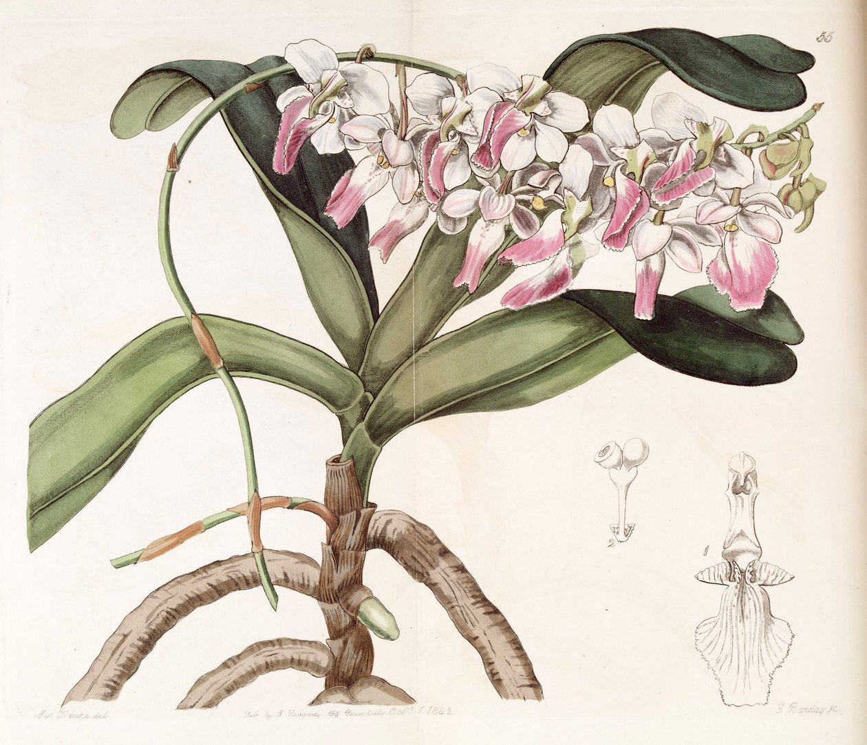 Aerides crispum alkotó: Miss Drake