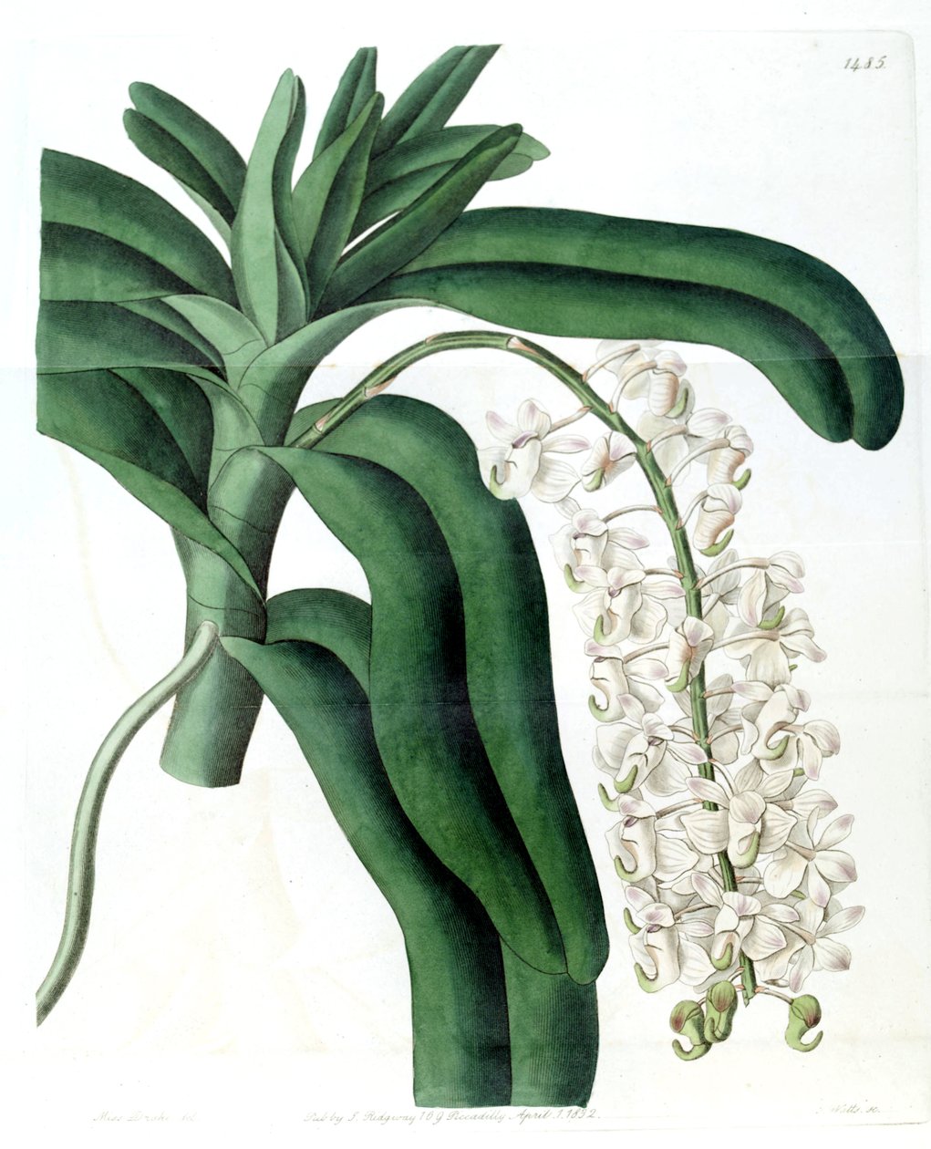 Aerides odoratum (mint szin. Aerides cornutum) alkotó: Miss Drake