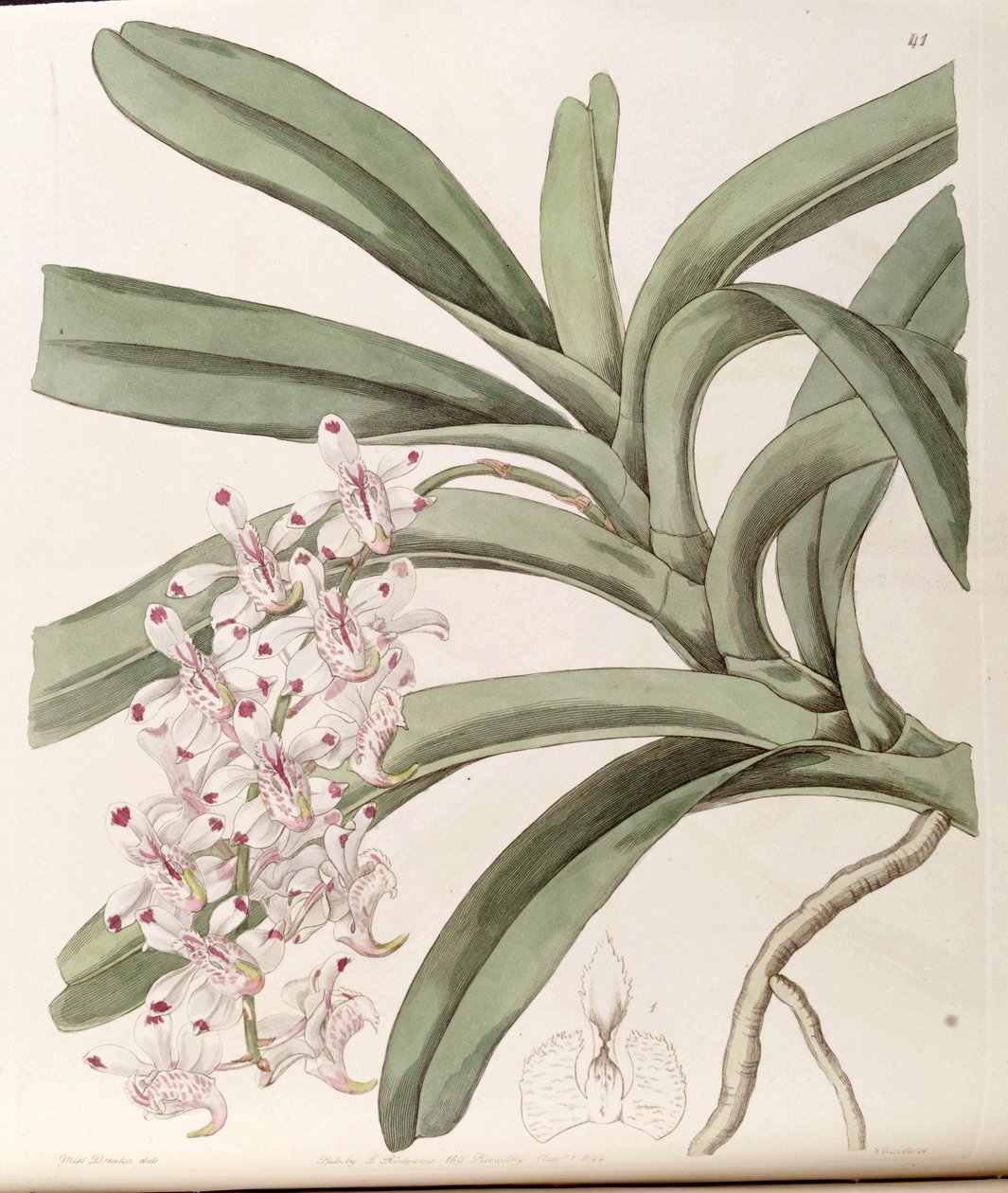 Aerides odoratum (mint szin. Aerides virens) alkotó: Miss Drake