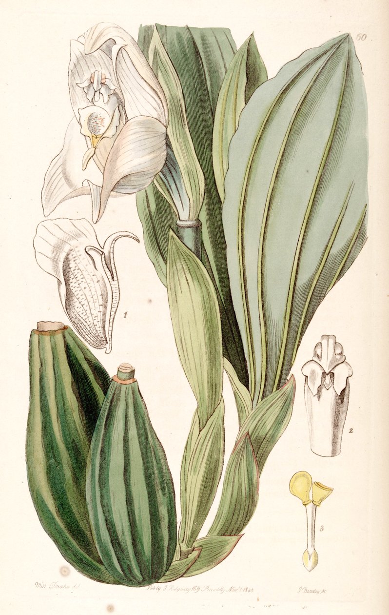 Anguloa uniflora alkotó: Miss Drake