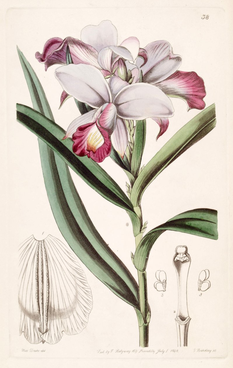 Arundina graminifolia (mint szin. Arundina sűrű) alkotó: Miss Drake