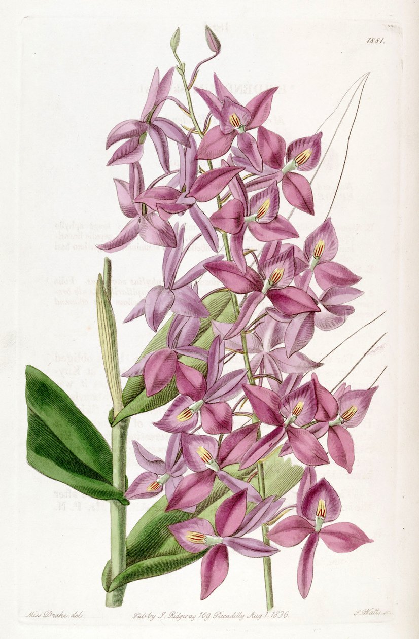 Barkeria skinneri (mint szin. Epidendrum skinneri) alkotó: Miss Drake