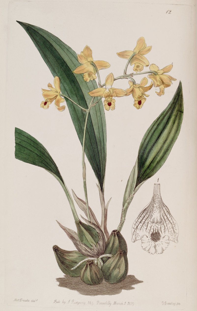 Bifrenaria vitellina (syn. Maxillaria vitellina) alkotó: Miss Drake