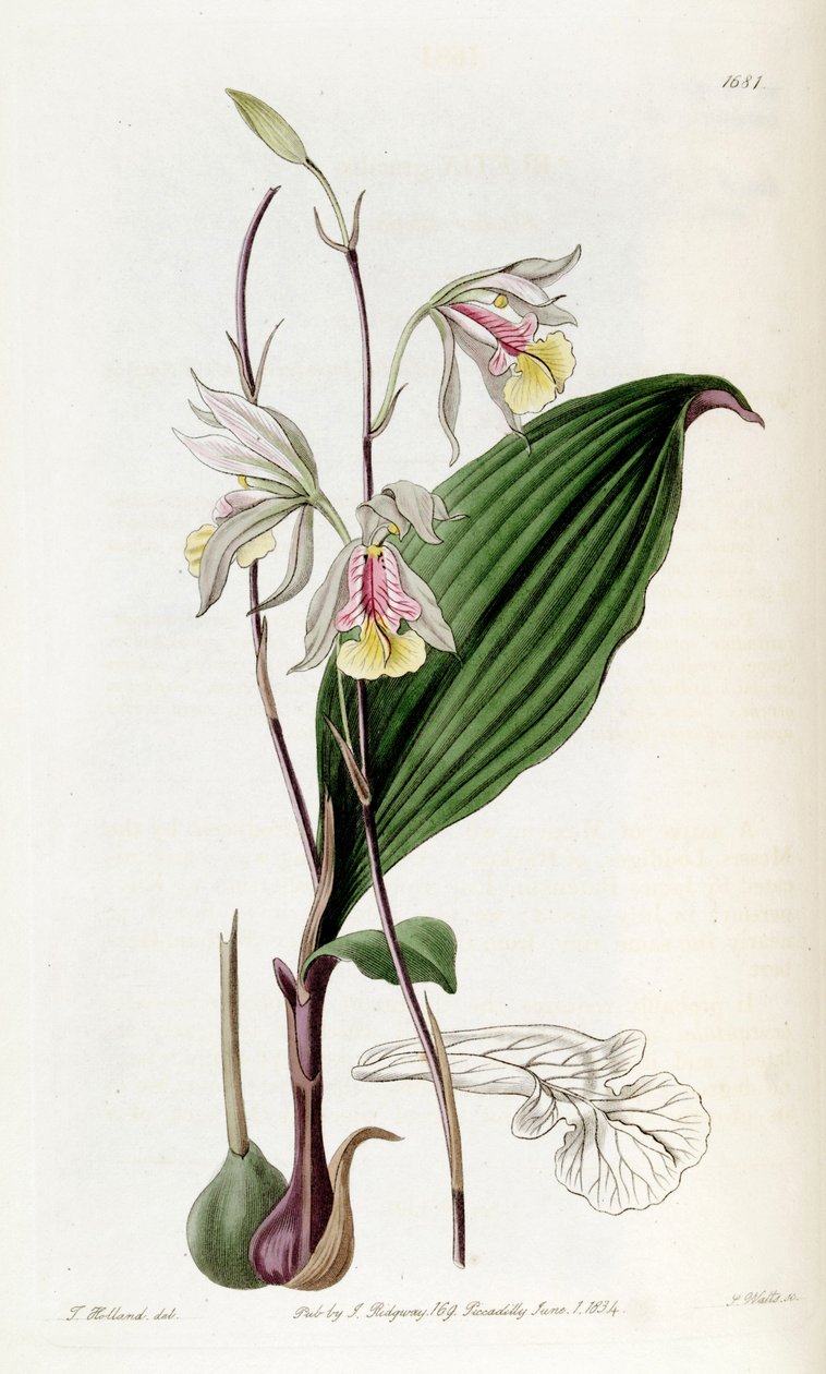 Bletia gracilis alkotó: Miss Drake