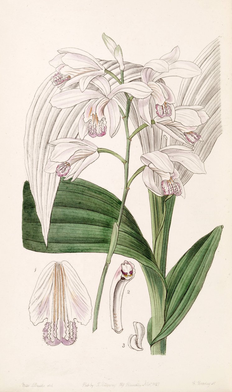 Bletilla striata (mint szin. Bletia gebina) alkotó: Miss Drake