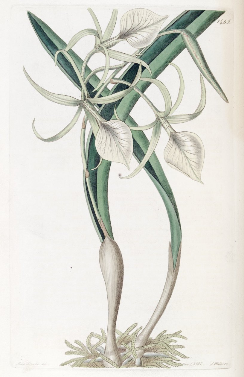 Brassavola nodosa alkotó: Miss Drake
