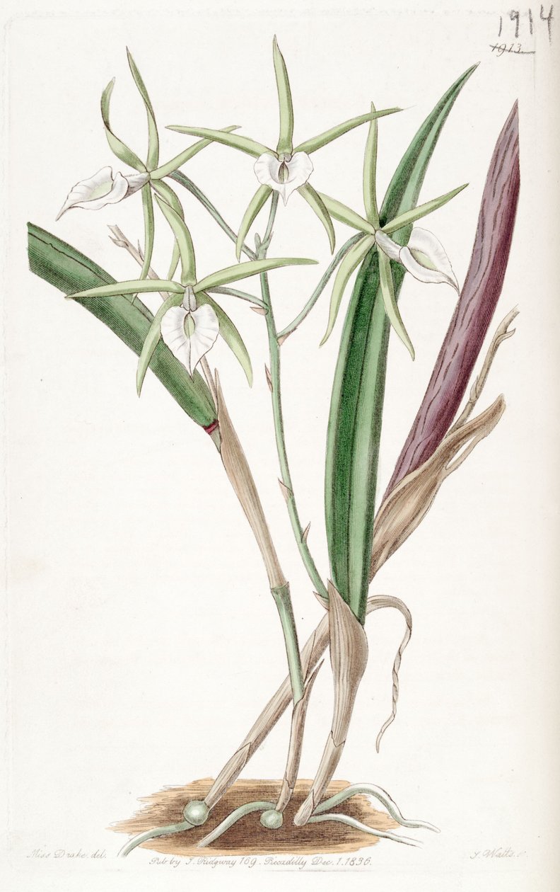 Brassavola subulifolia (mint szin. Bassavola cordata) alkotó: Miss Drake