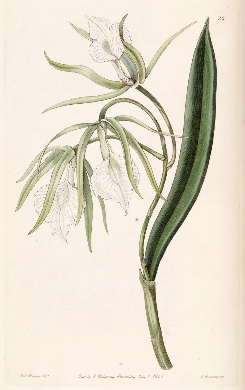 Brassavola venosa alkotó: Miss Drake