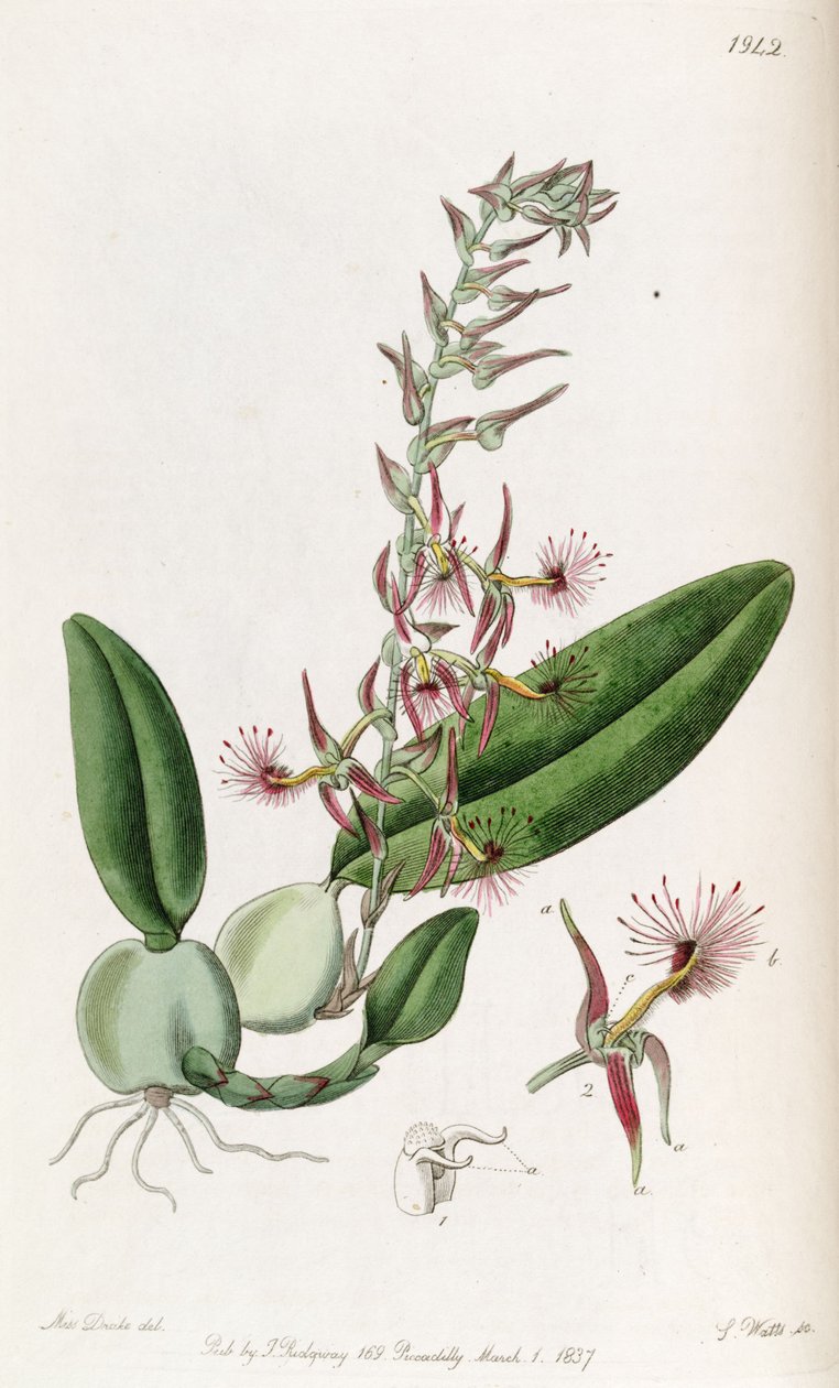 Bulbophyllum barbigerum (helyesírással Bolbophyllum barbigerum) alkotó: Miss Drake