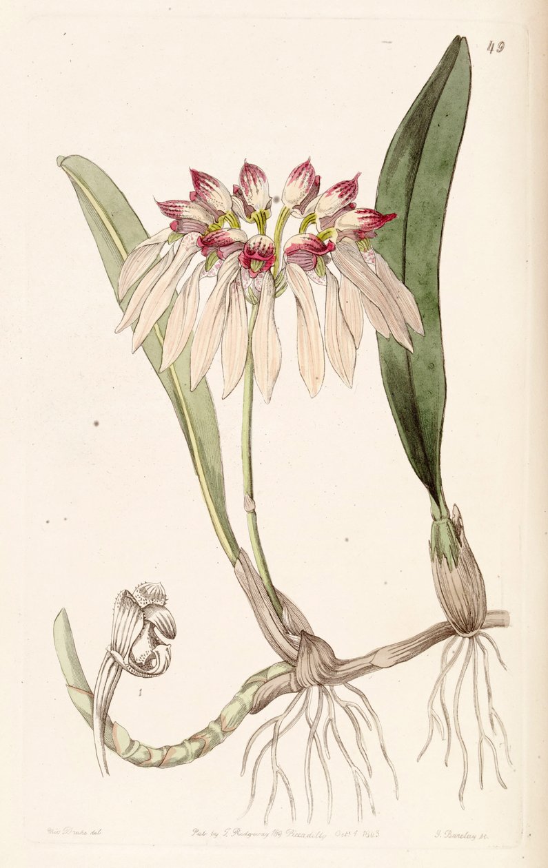 Bulbophyllum chinense (mint Synr. Cirrhopetalum chinense) alkotó: Miss Drake