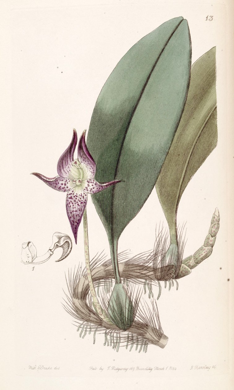 Bulbophyllum macranthum (tönköly Bolbophyllum macranthum) alkotó: Miss Drake