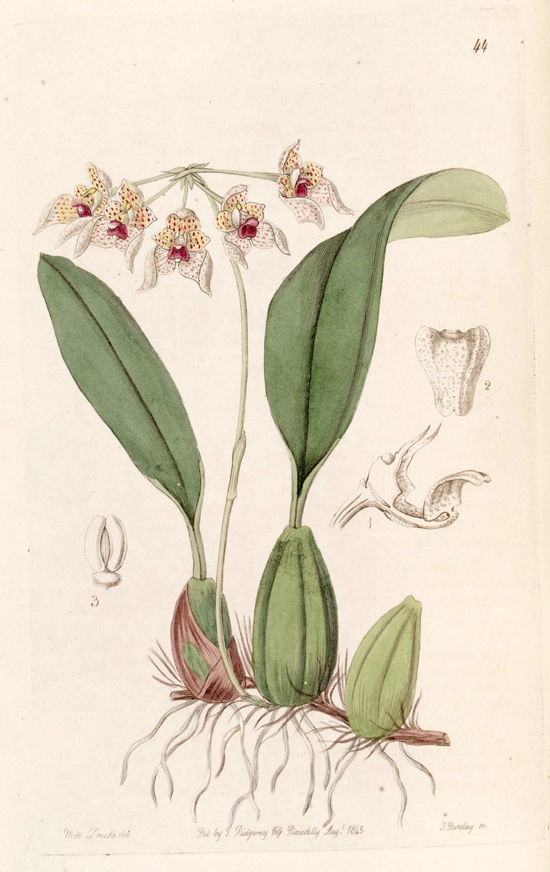 Bulbophyllum umbellatum (tönköly Bolbophyllum umbellatum) alkotó: Miss Drake