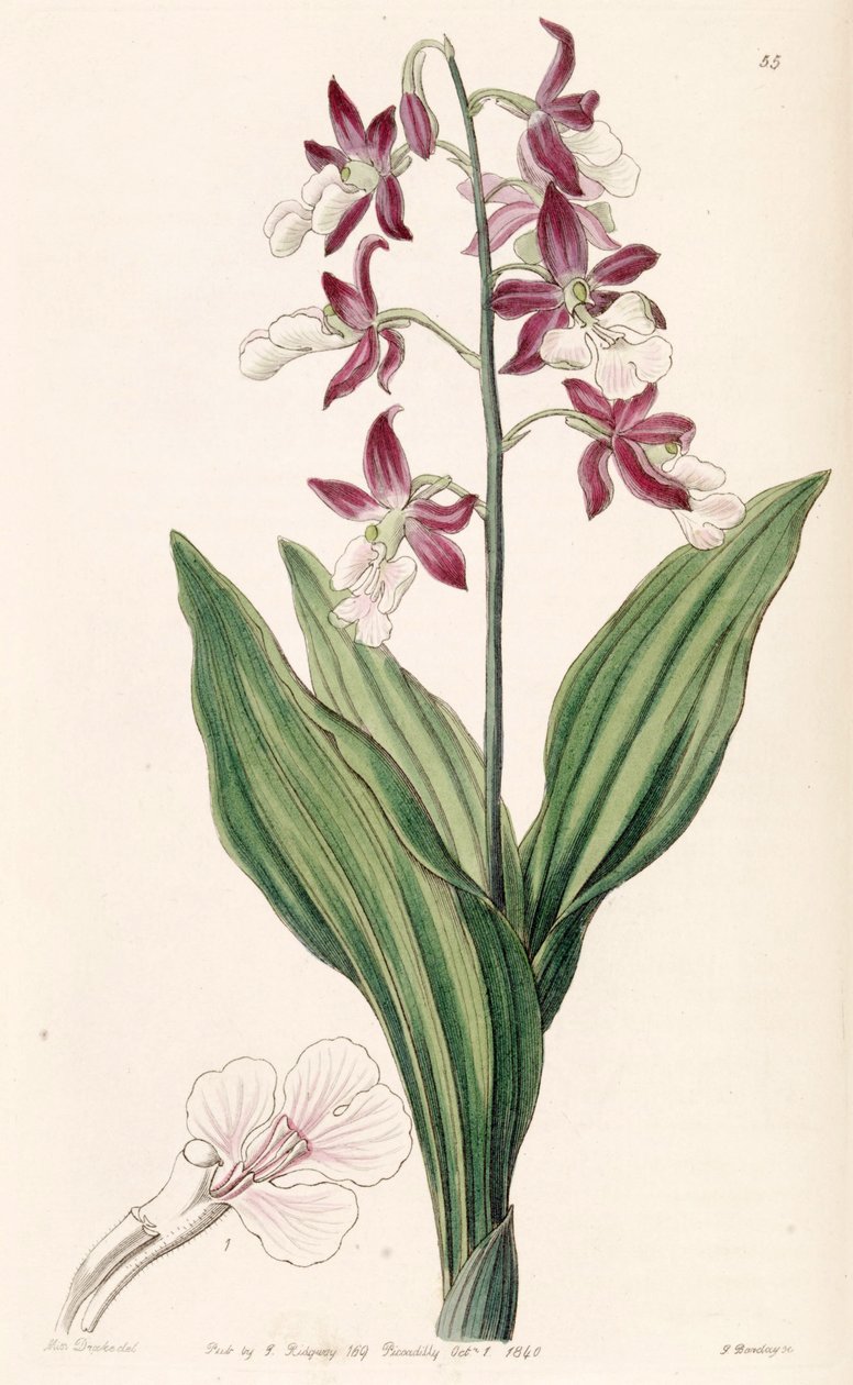 Calanthe elszíneződik alkotó: Miss Drake