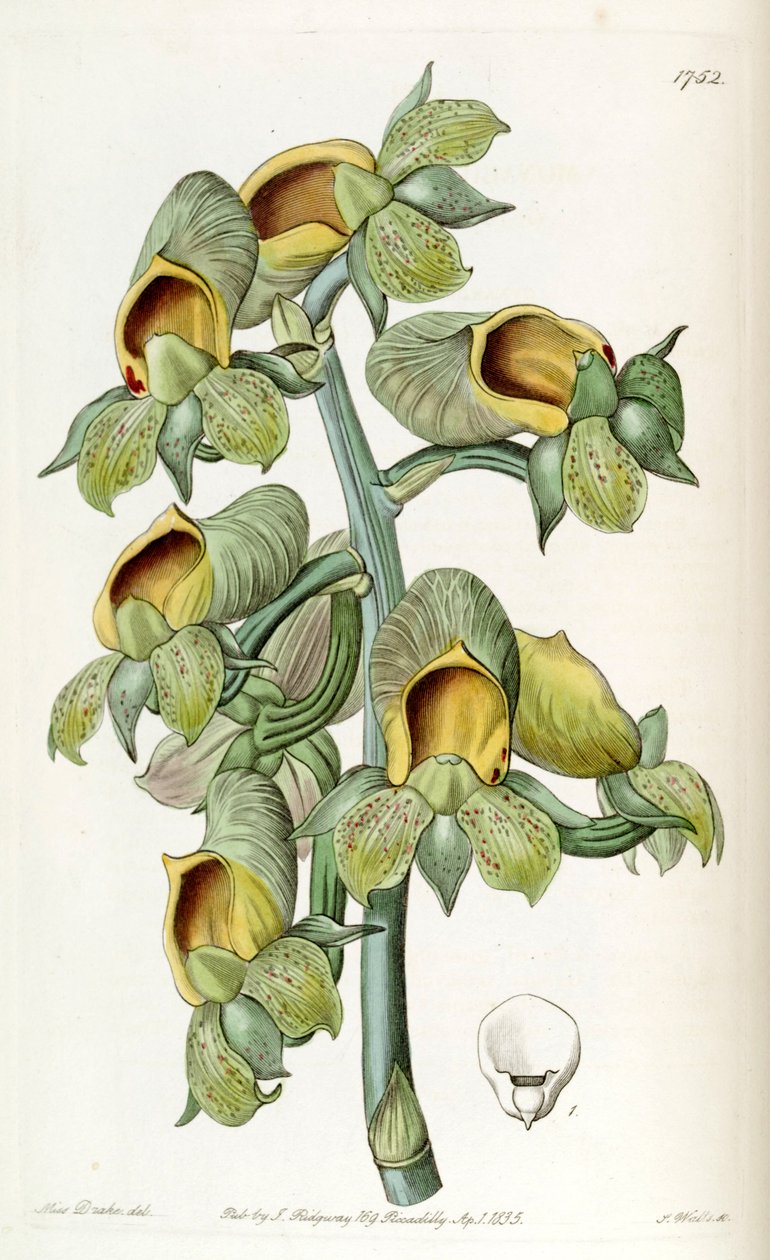 Catasetum cernuum (mint syn. Monachanthus viridis) alkotó: Miss Drake