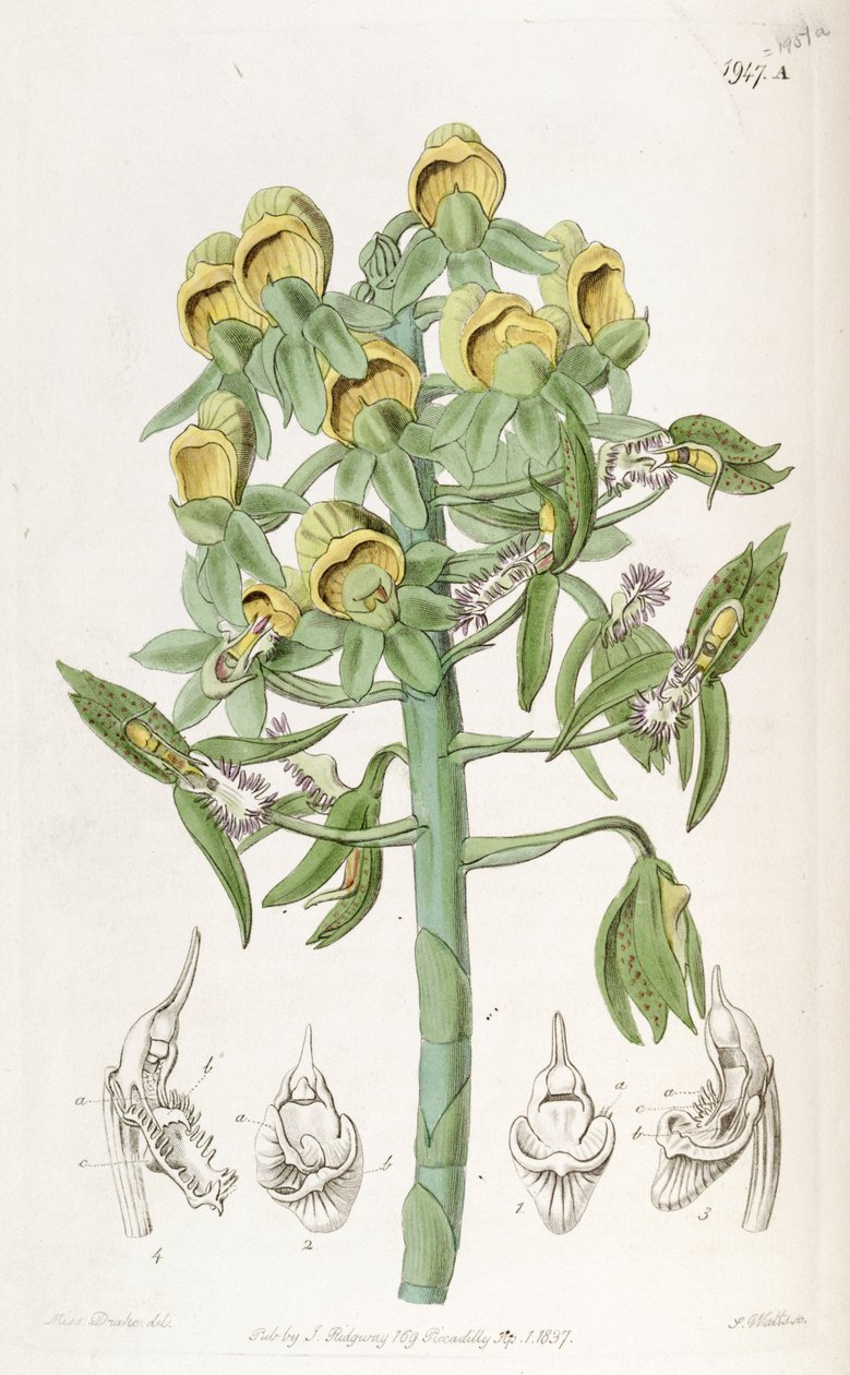 Catasetum cristatum, női virágokkal (felül) és hím virágokkal (alsó).   Dr. John Lindley tévesen írja le, hogy Monochanthus cristatus és Myanthus cristatus alkotó: Miss Drake