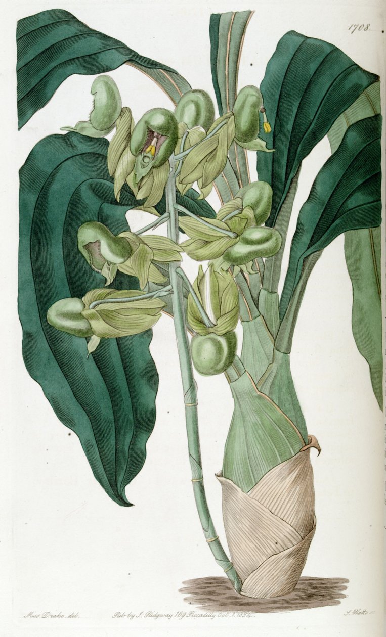 Catasetum pure (mint szin. Catasetum semiapertum) alkotó: Miss Drake