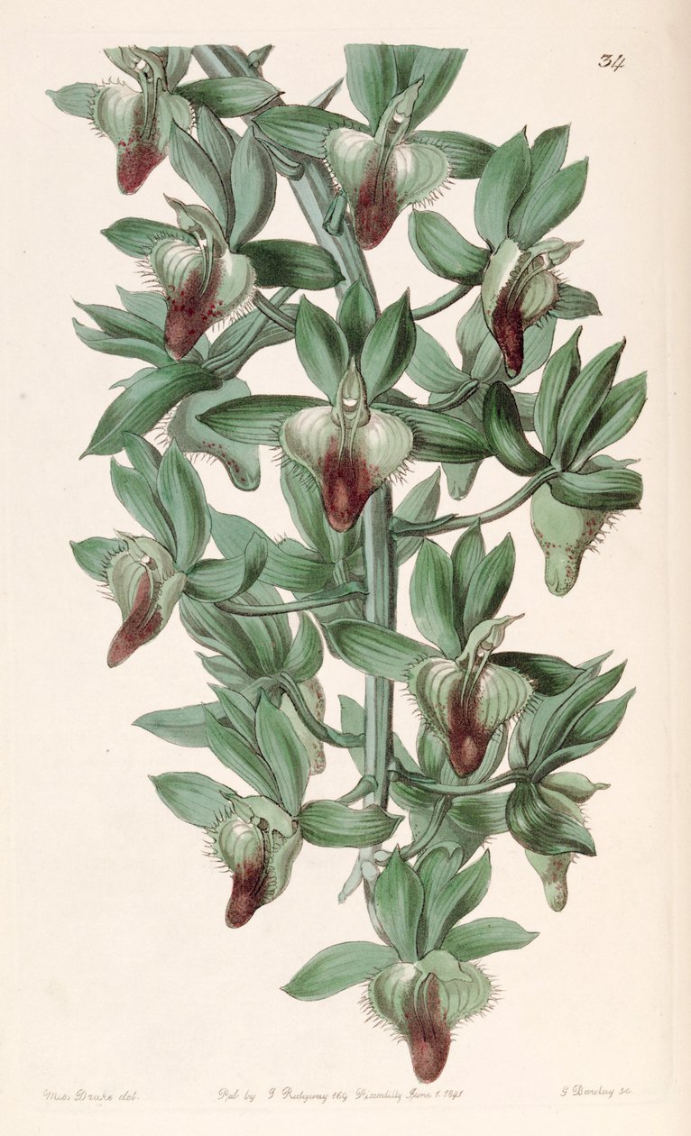 Catasetum zokni (orchideák szinonimájaként) alkotó: Miss Drake