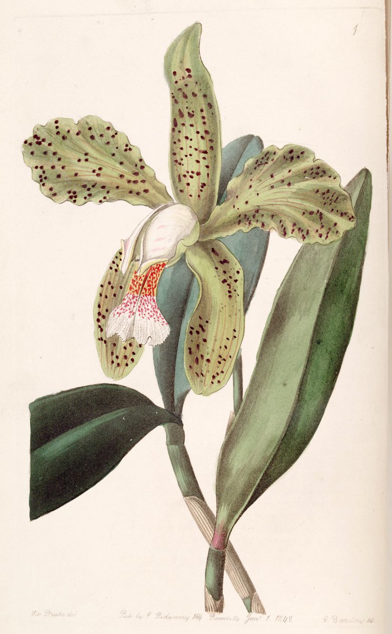 Cattleya granulosa alkotó: Miss Drake