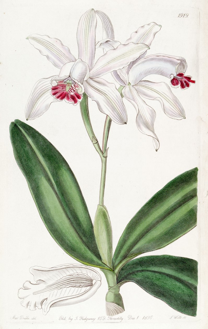 Cattleya intermedia (mint szin. Cattleya intermedia var. Pallida) alkotó: Miss Drake