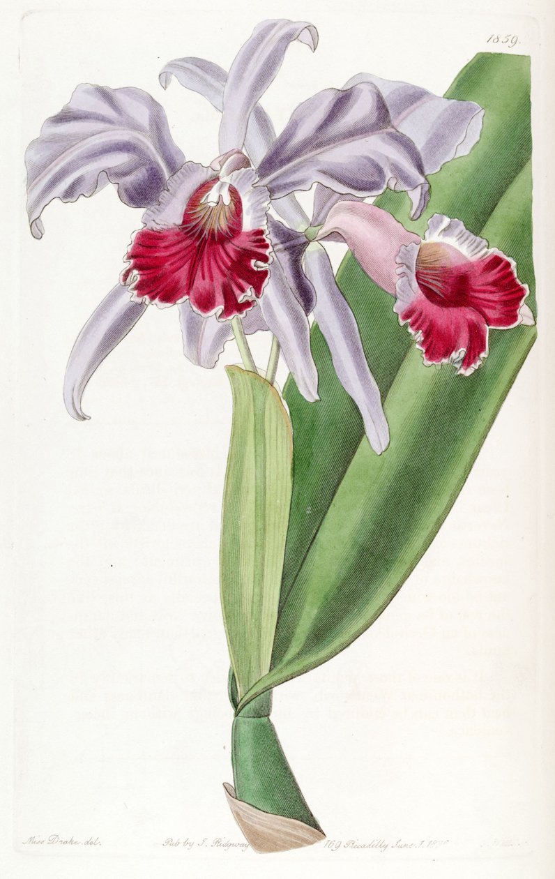 Cattleya labiata alkotó: Miss Drake