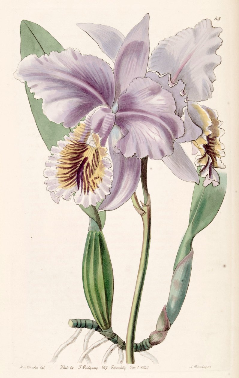 Cattleya mossiae (mint szin. Cattleya labiata var. Mossiae) alkotó: Miss Drake