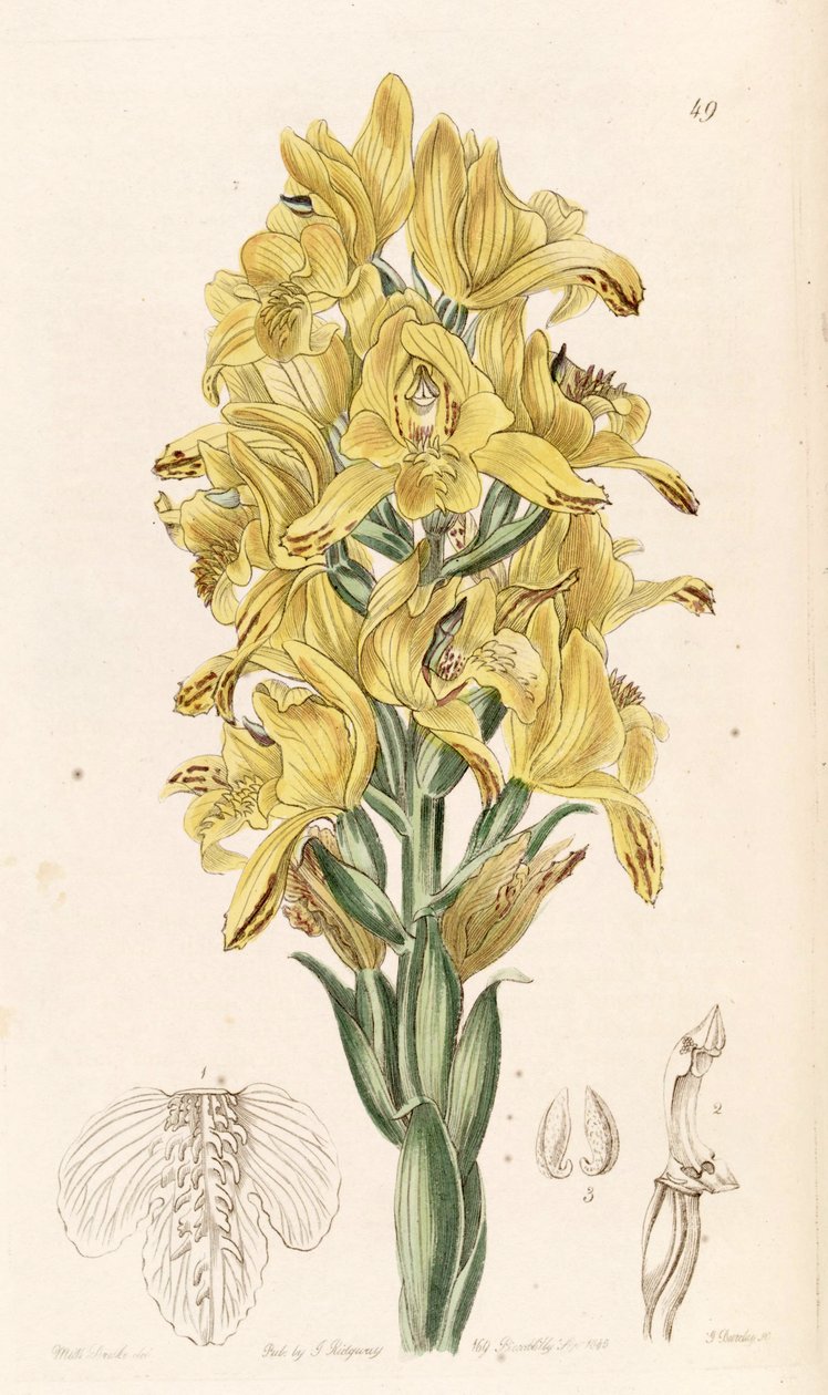 Chloraea piquichen (szinonimaként Chloraea virescens) alkotó: Miss Drake