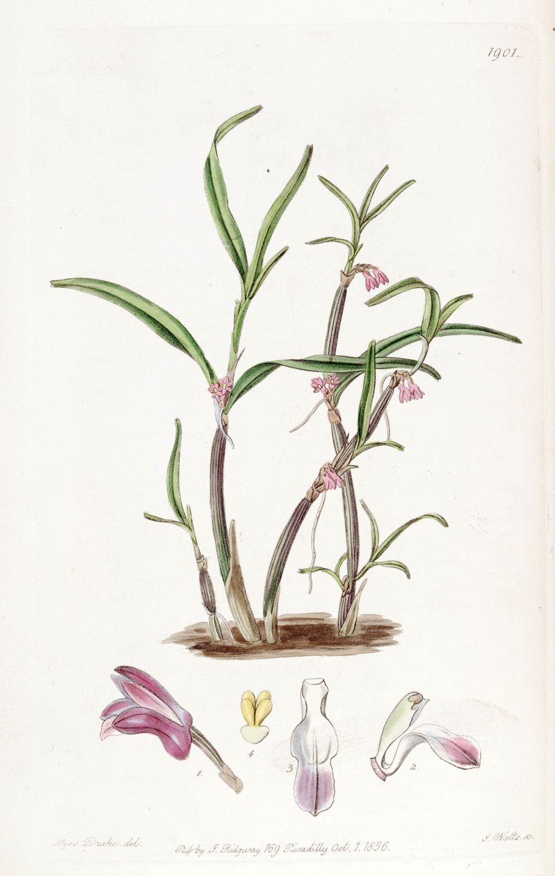 Cladobium graminifolium (mint szin. Scaphyglottis violacea) alkotó: Miss Drake
