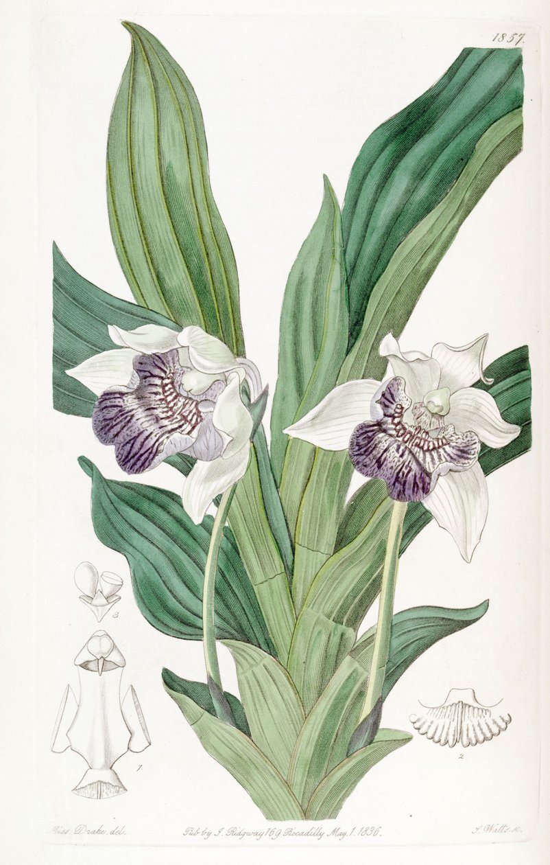 Cochleanthes flabelliformis (mint Zygopetalum cochleare) alkotó: Miss Drake