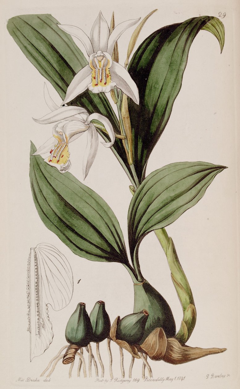Coelogyne cumingii alkotó: Miss Drake