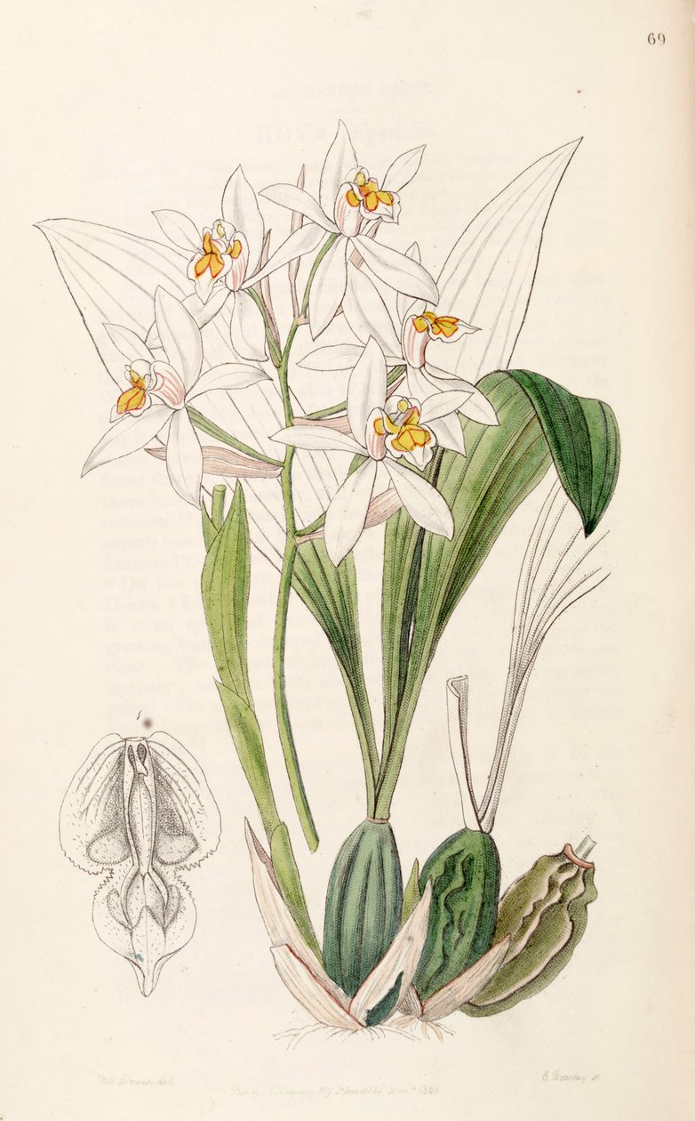Coelogyne nitida (mint Coelogyne ochracea) alkotó: Miss Drake